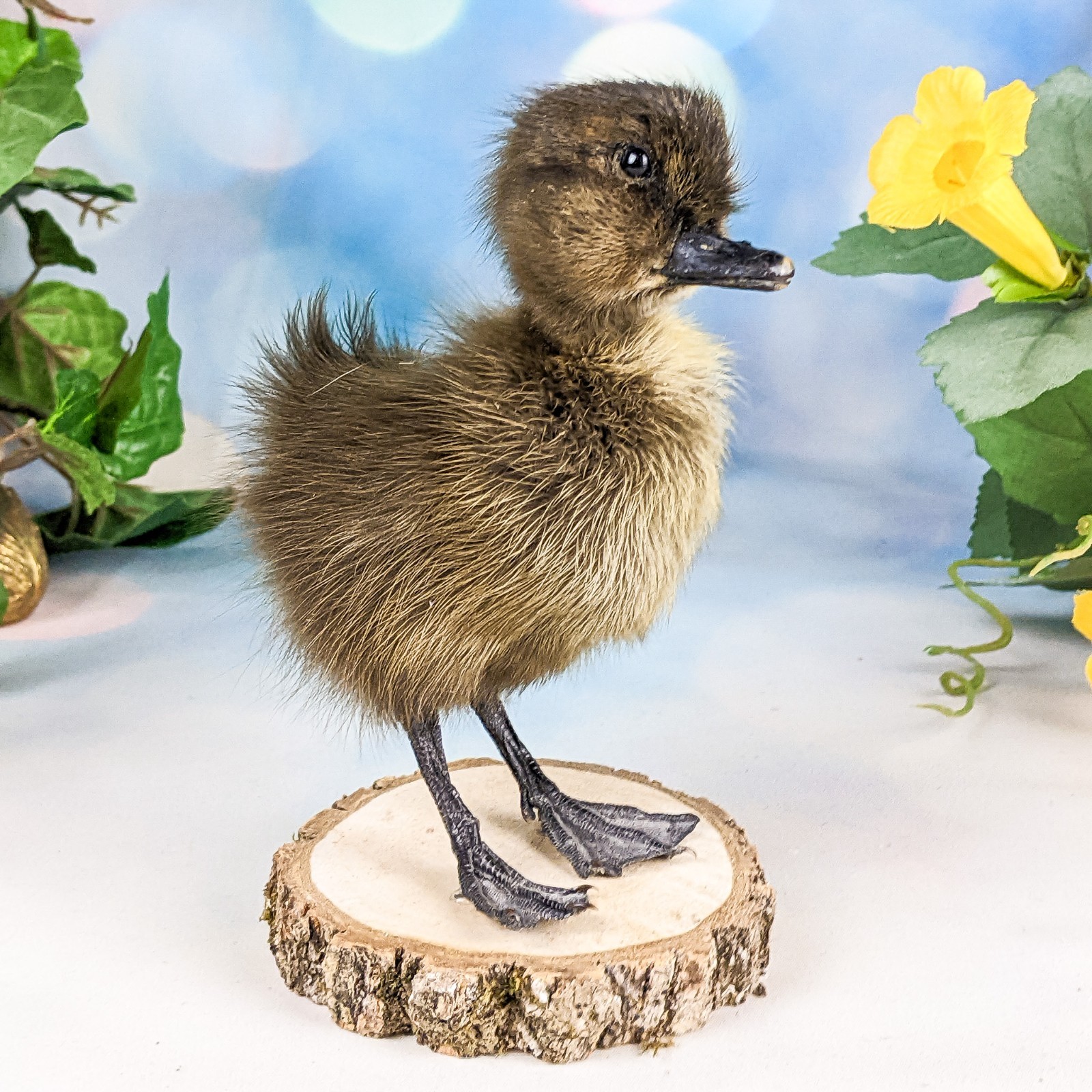 Domestic Duck (NATURAL DEATH) on wood standing Baby Duck taxidermy oddities
