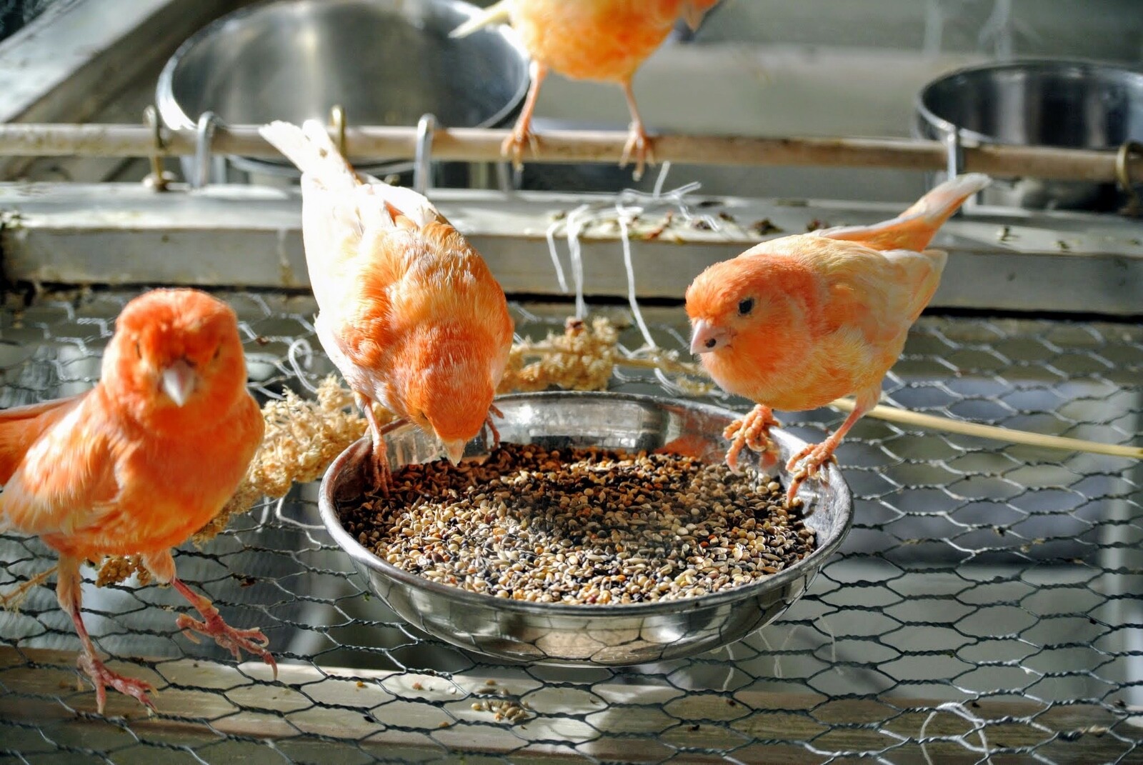 Canary Song Food Treat For Canaries FRESH!!! From Bulk Choose Size!!!
