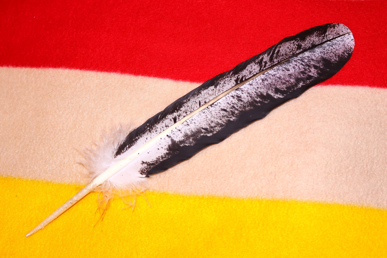 Native American-made Immature Bald Eagle Feathers Immature hand painted