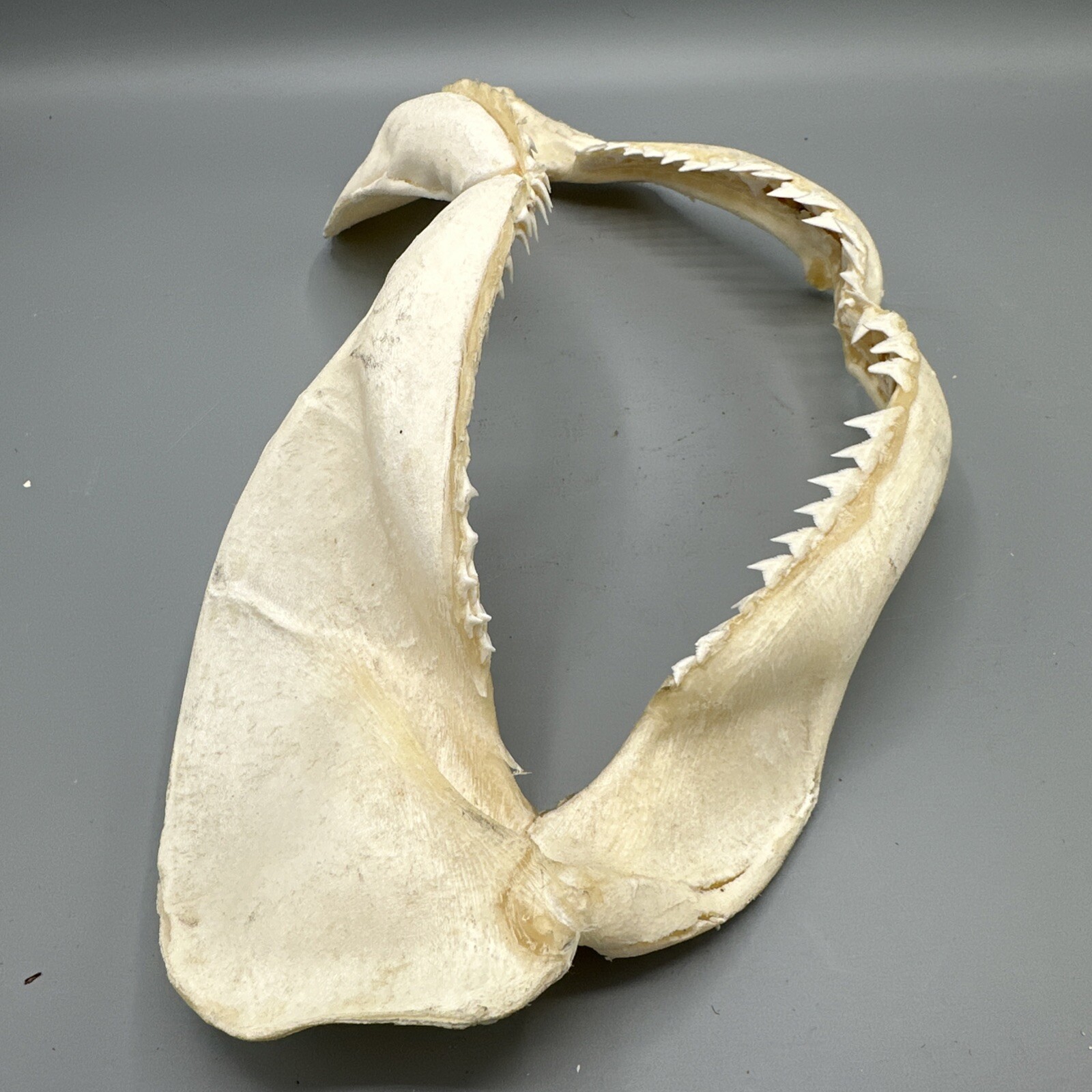 Large Shark Jaw Fossil 🦈