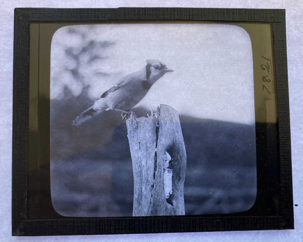 KEYSTONE MAGIC LANTERN SLIDE 86 THE BLUE JAY 1920s