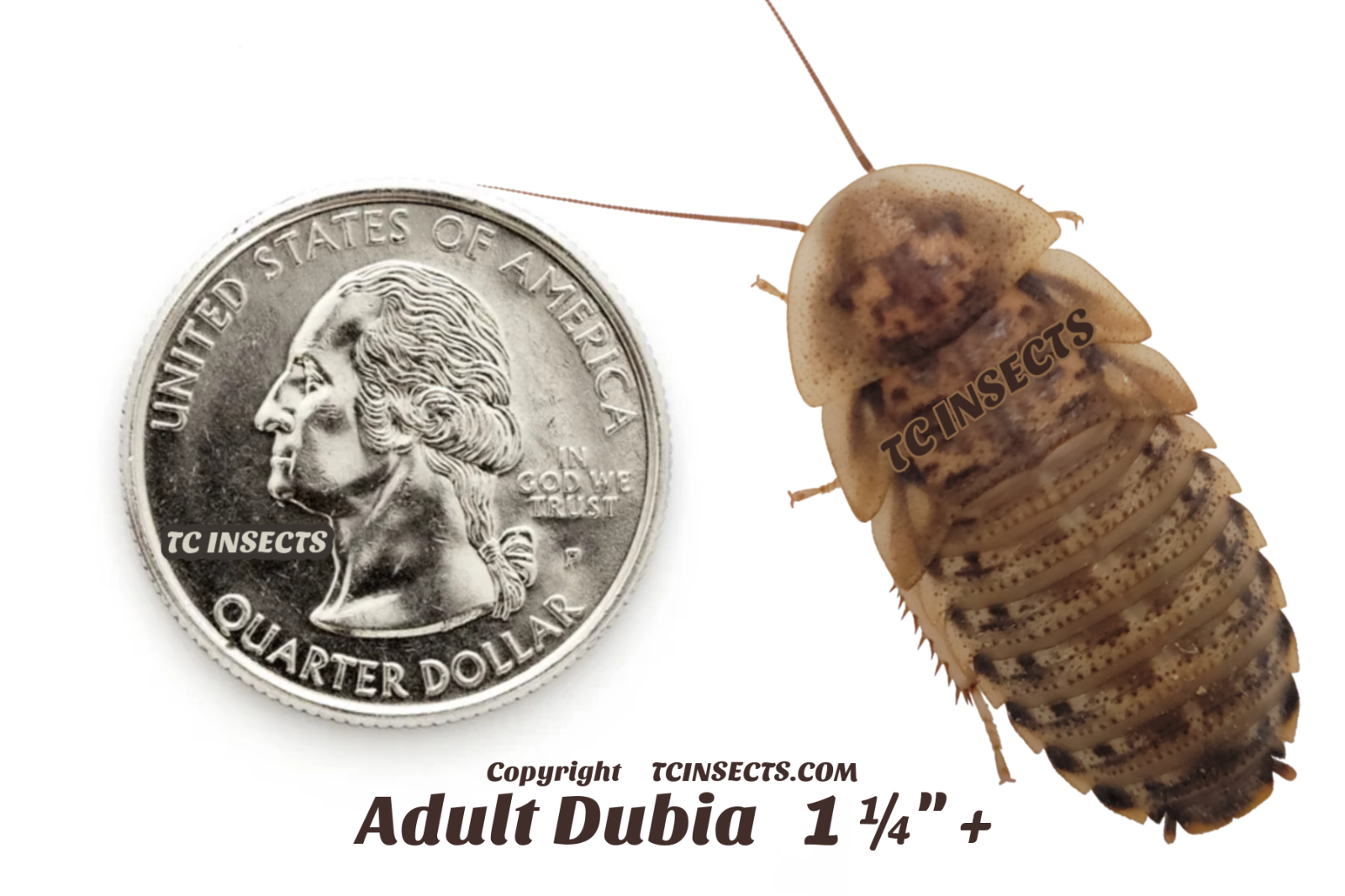 Dubia Roaches | Small, Medium, Large | Live Arrival & FREE SHIPPING NATIONWIDE!
