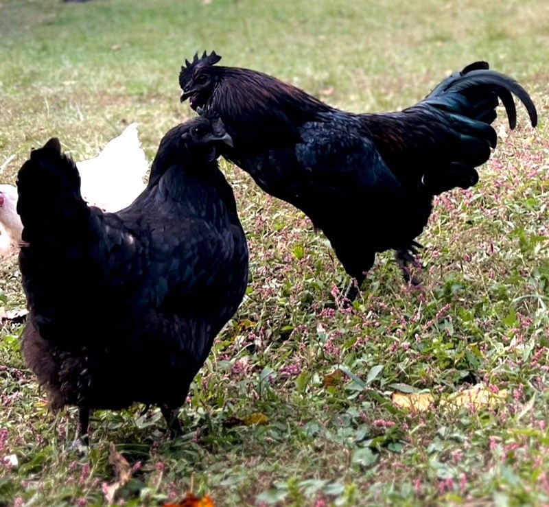 🎱 12 FERTILE HATCHING E G G S 🎱