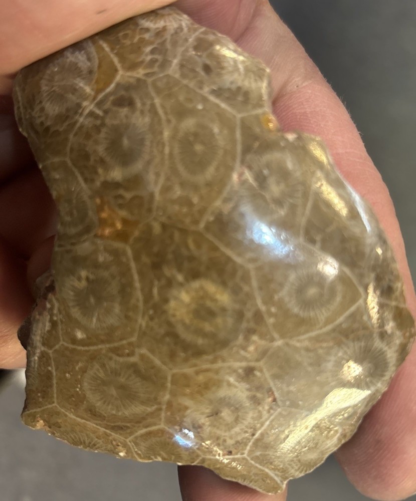 Petrified Coral End Polished