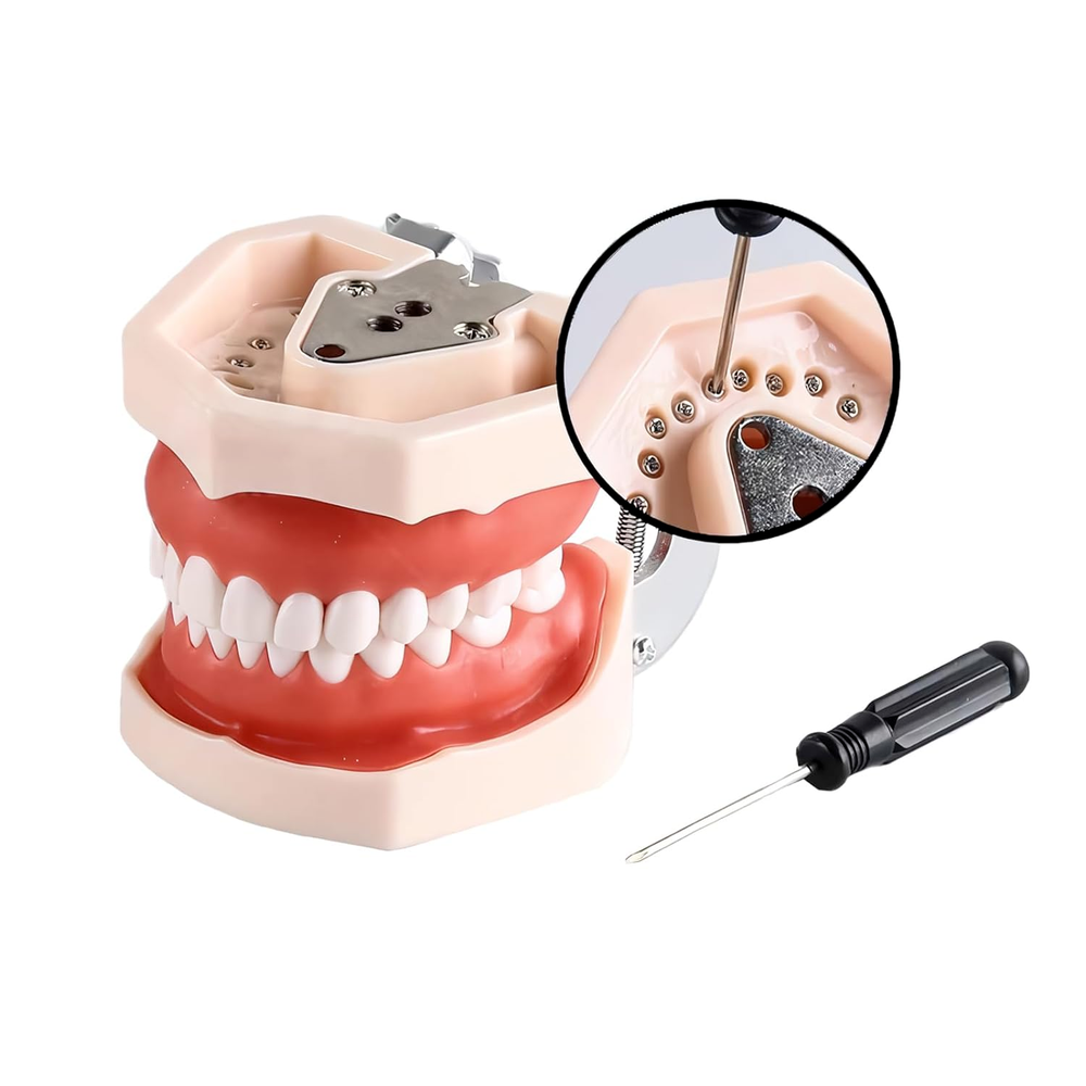 28 Screw-in Teeth Dental Typodont Model Replacement Practice Study Tooth Model
