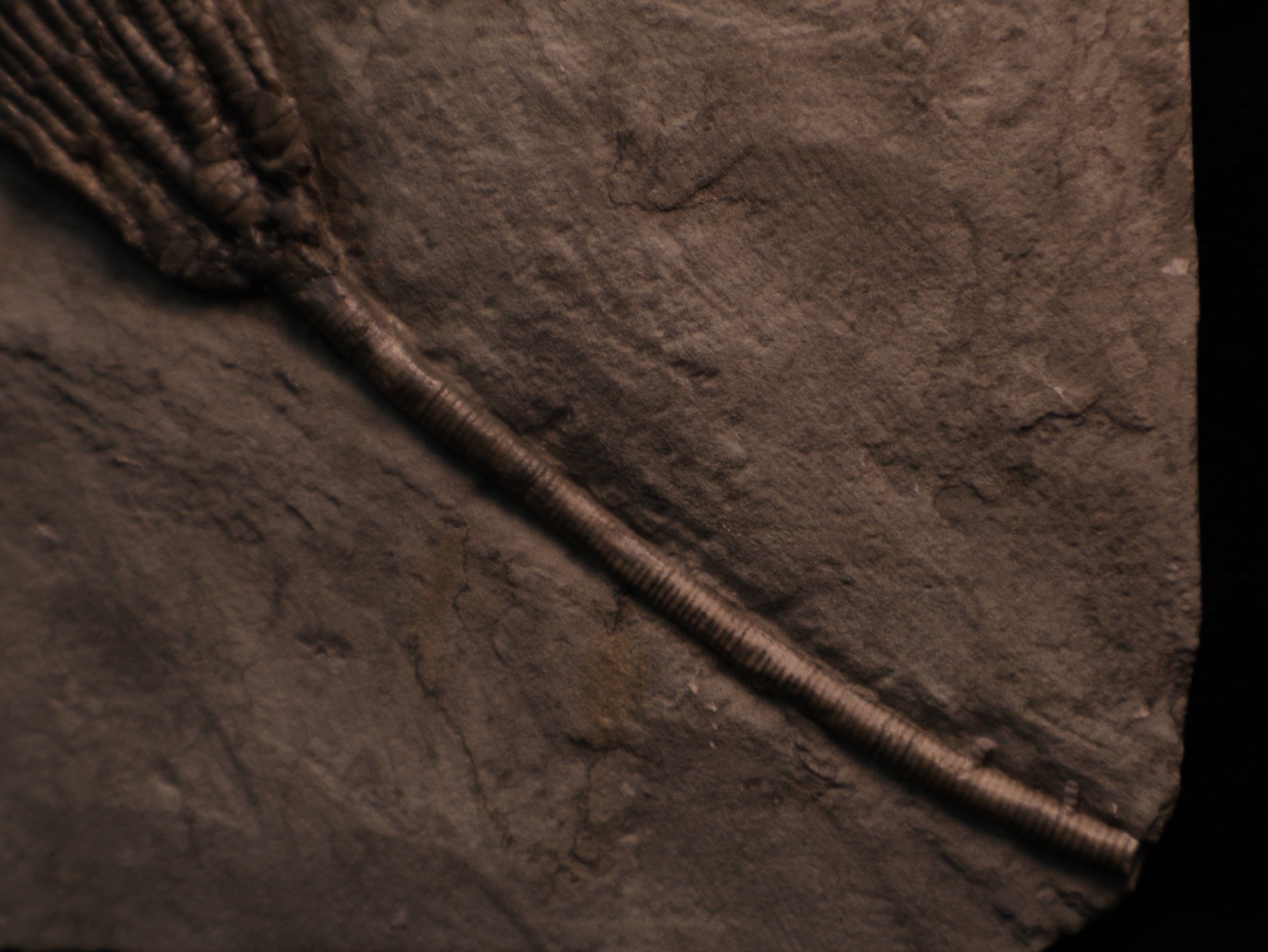 Sweet Pachylocrinus aequalis Fossil Crinoid, Crawfordsville, IN