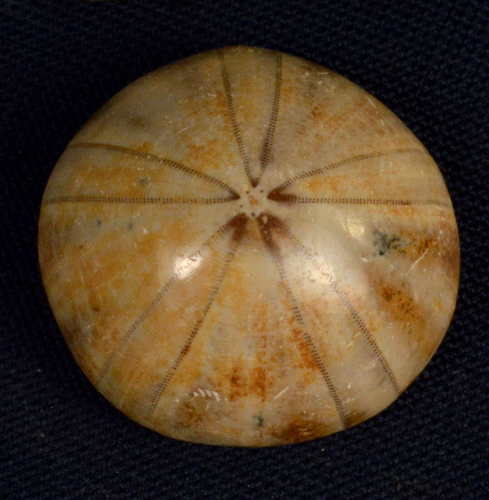 #11,993 Echinoderm Fossil (Sand Dollar) - Madagascar [ONE PIECE ONLY]