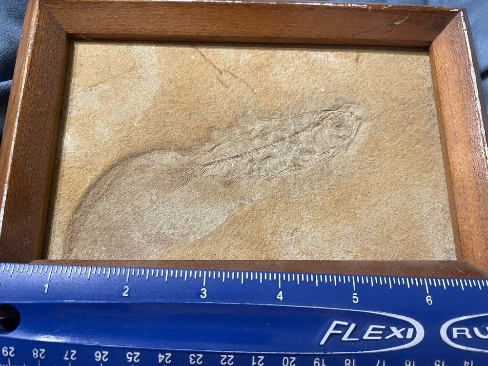 5x7 Framed Solid Fossil Fish Plate