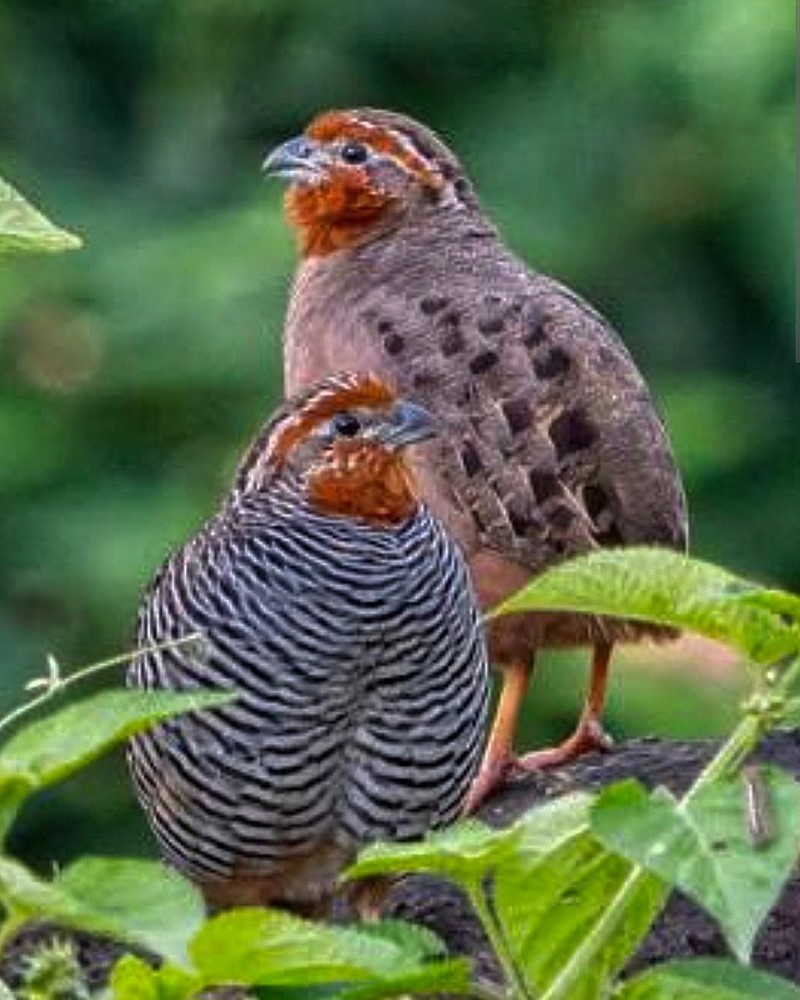 8 Jungle bush quail hatching eggs