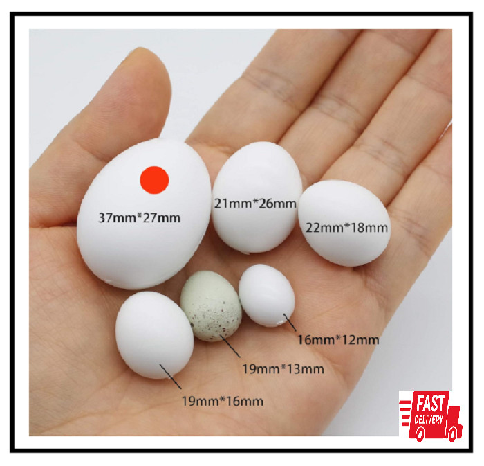 5 Pcs Solid Parrot Plastic Eggs Hatching Eggs Mini Macaw Cockatoo African Grey