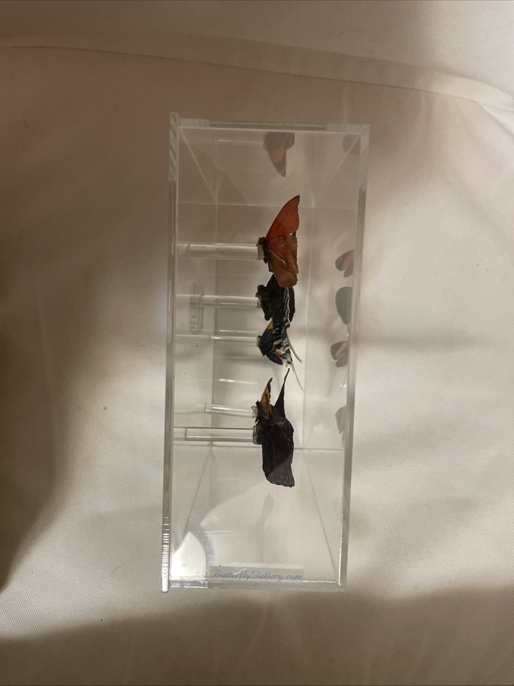 Butterfly 🦋 Art
