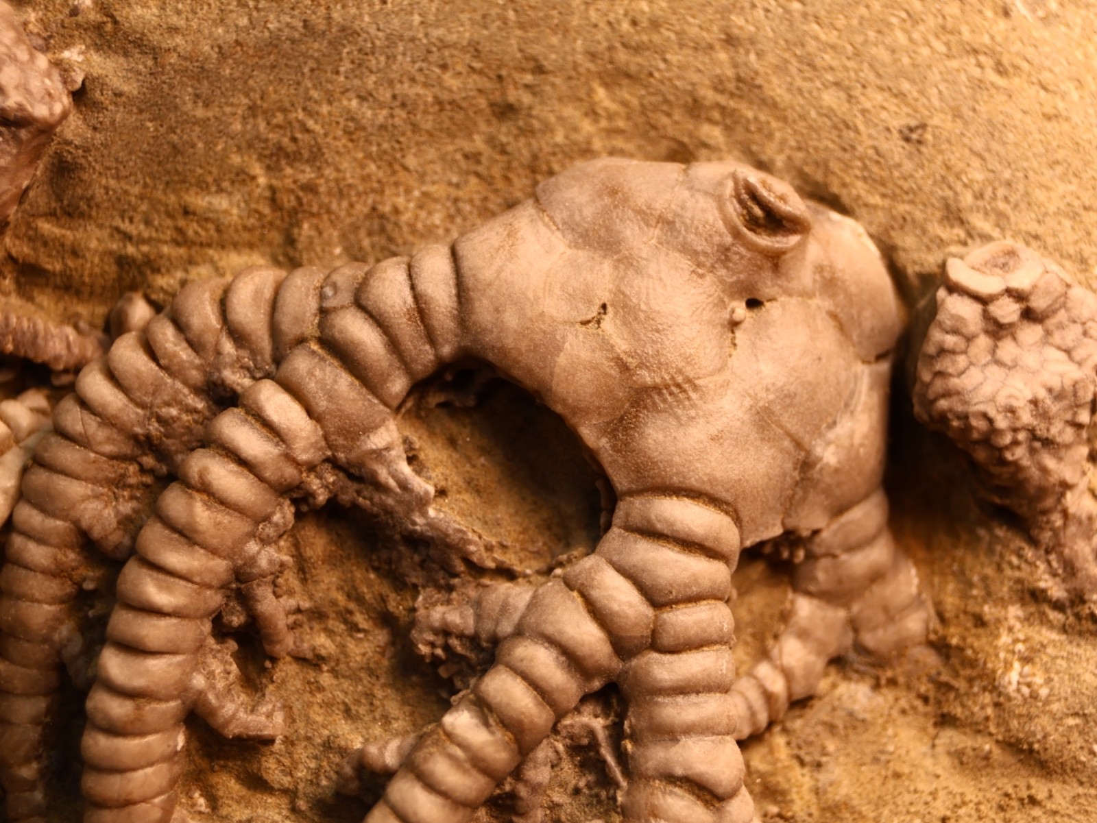 Vortex of Fossil Crinoids, Crawfordsville, IN