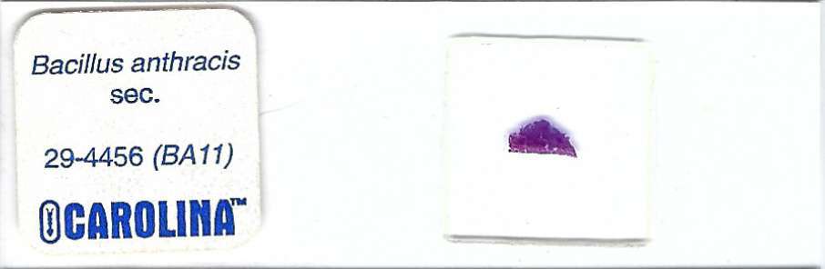 Bacillus anthracis sec. Microscope Slide