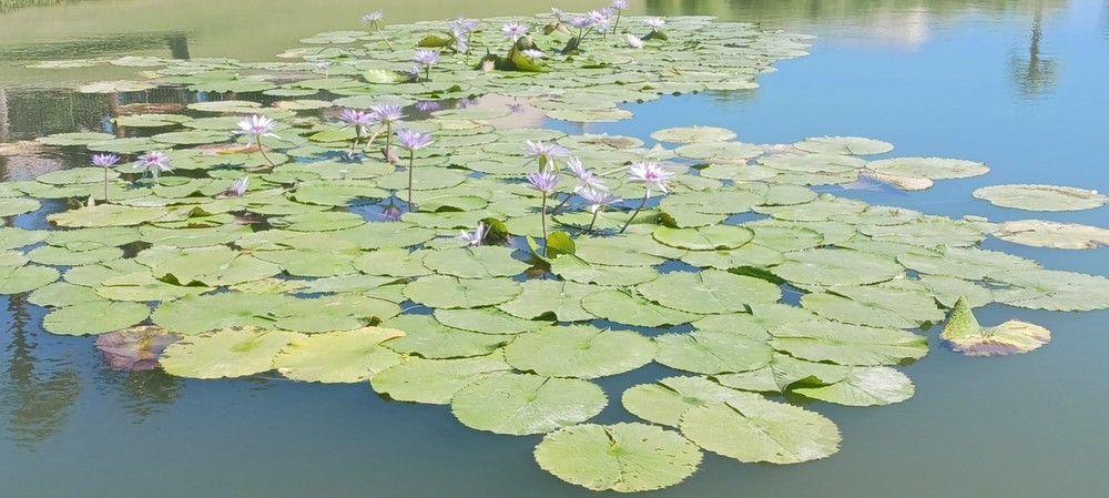 Floating Plant Combo