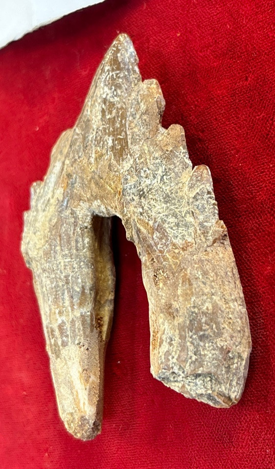 3” Basilosaurus Tooth 40-34 Mil Yrs Old Late Eocene