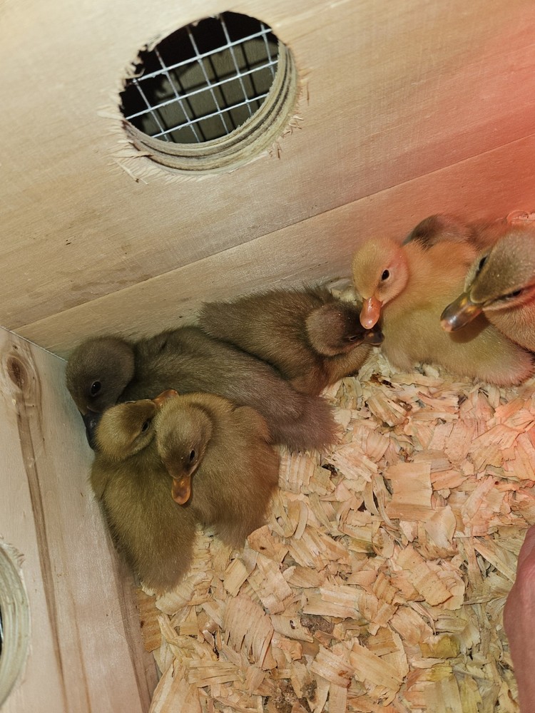 Muscovy Duck Hatching Eggs 12