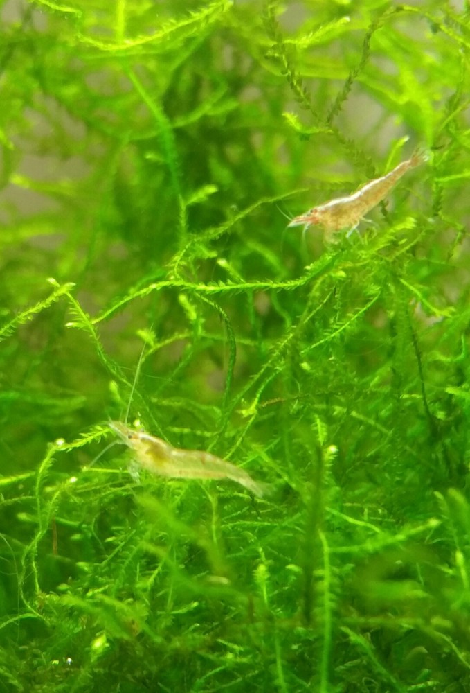 Java Moss / Taxiphyllum barbieri. Easy Low Light Aquarium Plant