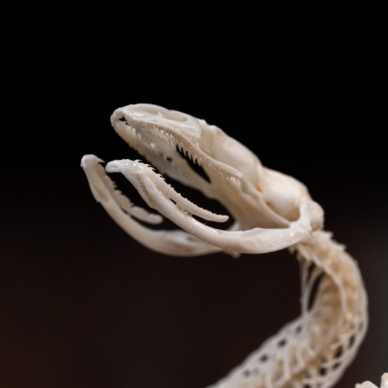 Real Snake skeleton taxidermy in attack pose, snake bone collectibles