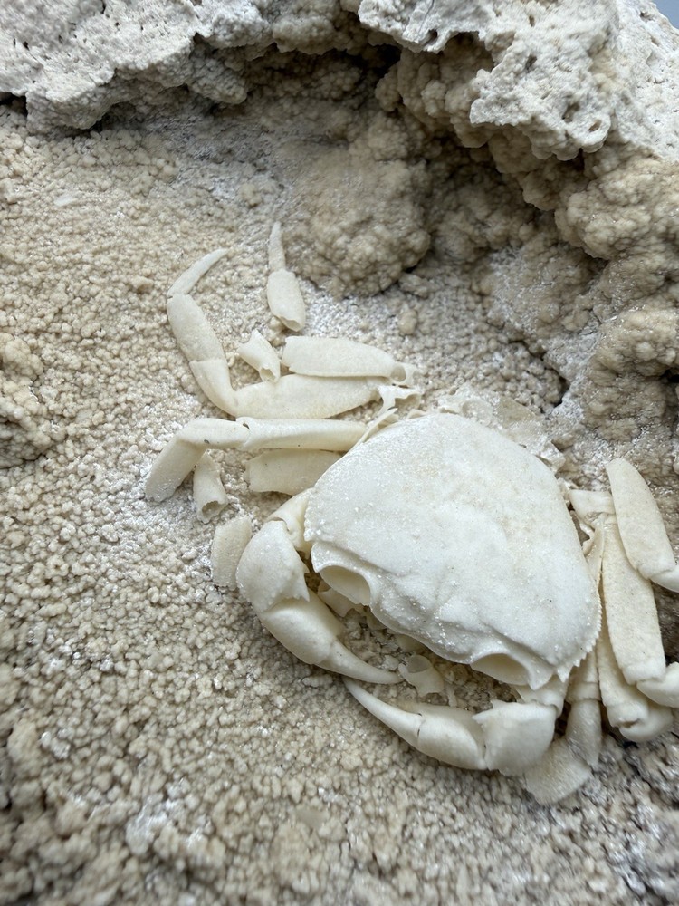 Authentic Potamon Fossil Crab Collection