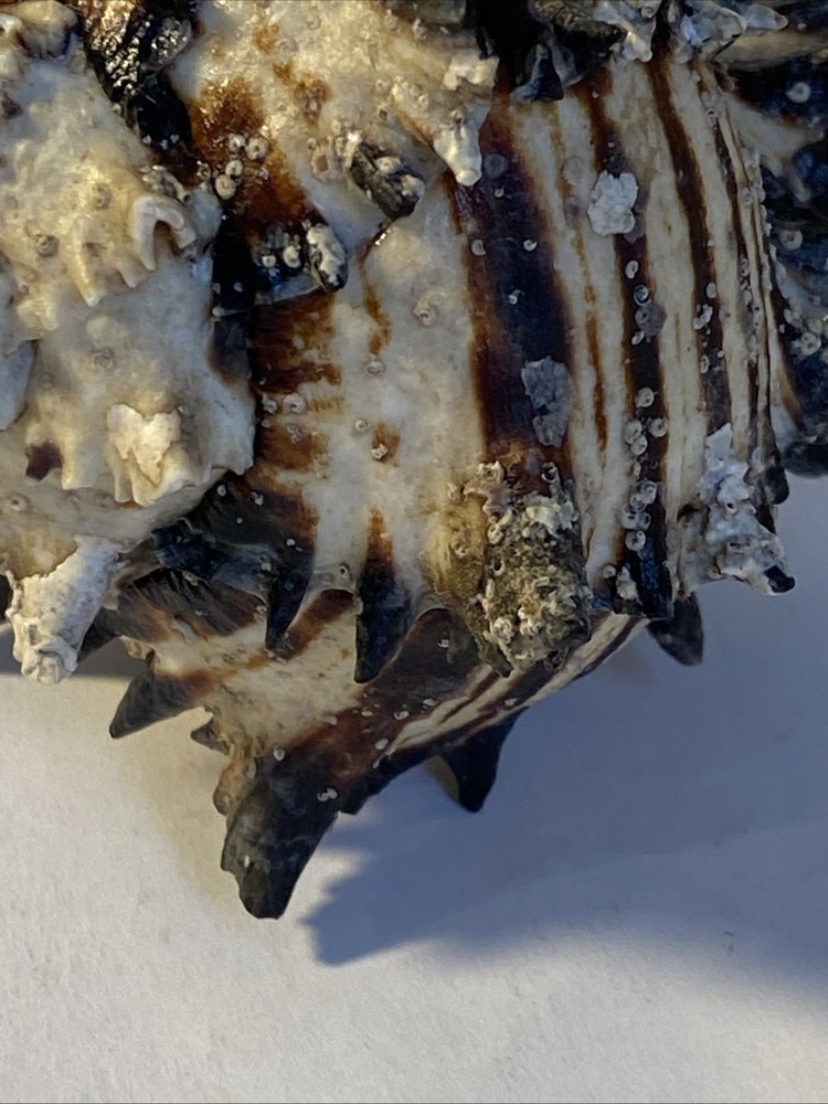 Natural Conch Seashell Black Murex Hermit Rare