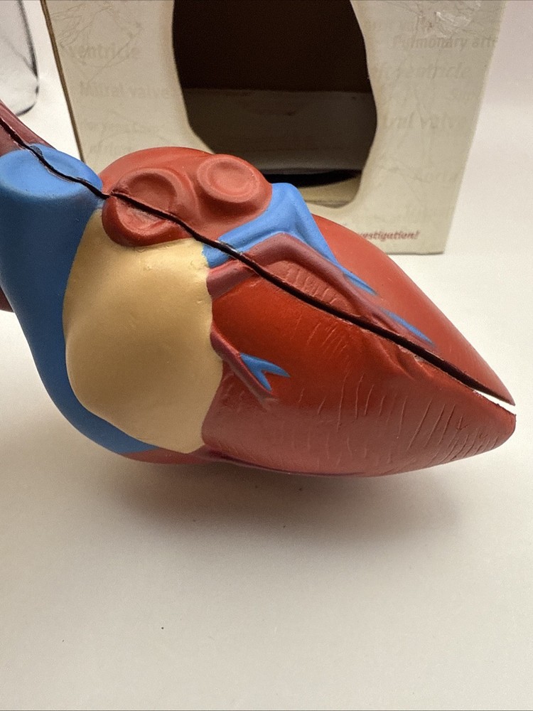 Learning Resources Cross Section HEART Model Soft Foam Grades 2+