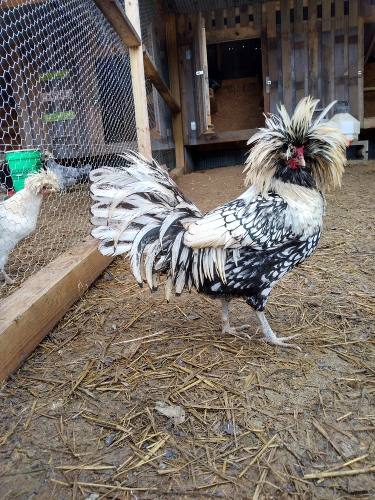 Hatching Eggs Polish Silver Laced 5+