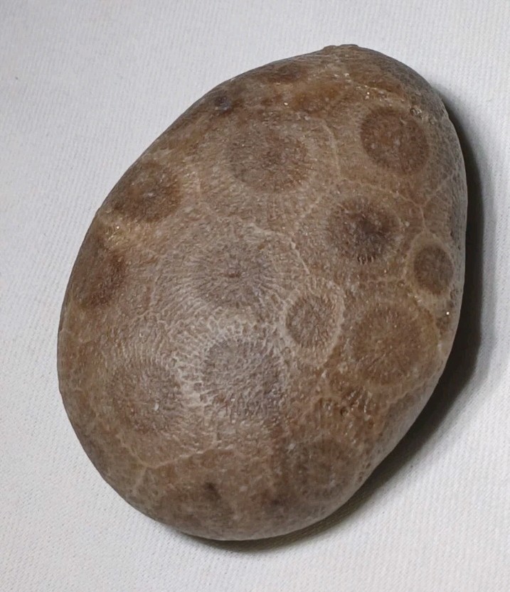 High Pattern Petoskey Stone Lot Natural Great Lakes Michigan Unpolished Fossils