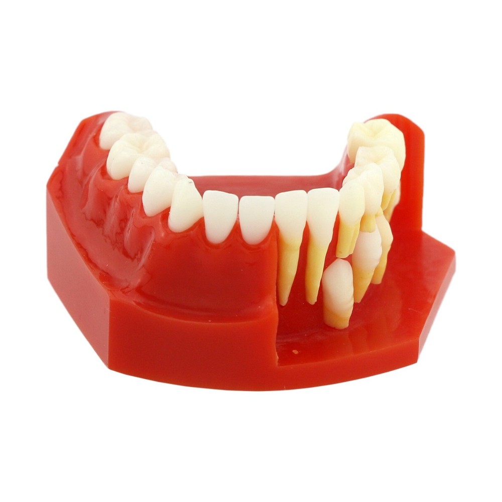 Dental Teeth Permanent Tooth Alternate Demonstration Study Teaching Model 4006#