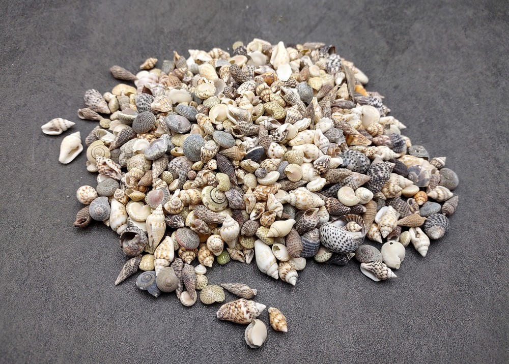 Extra Tiny Seashell Assorted Ocean Mix (approx. 1 cup of shells 0.25+ inches)