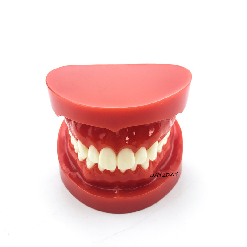 Teeth Model Typodont Demonstration Adult Standard Model Dental Study Model