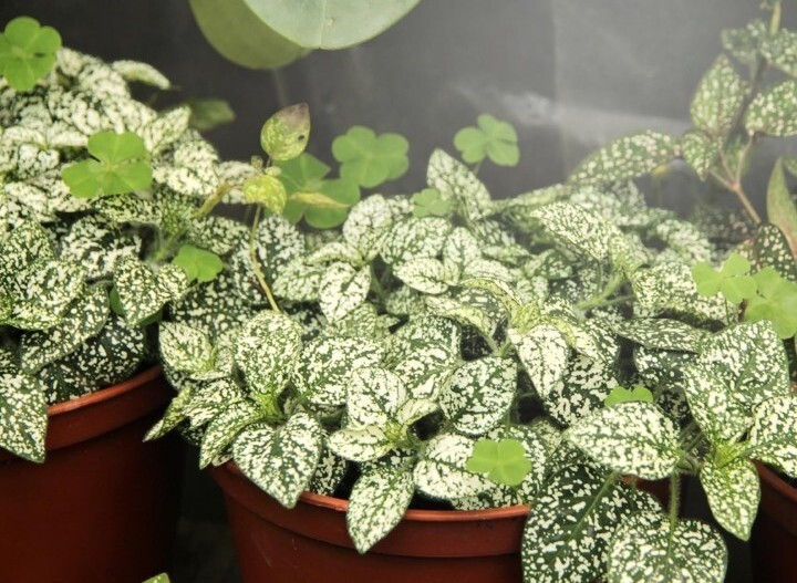 MiracleLED Hydroponics led Grow Light Kit (4 Pack) D30