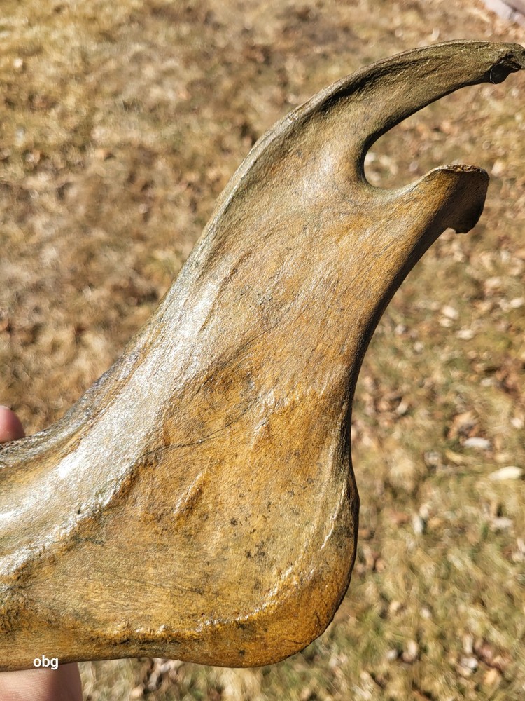 Historic Bison lower jaw bone buffalo
