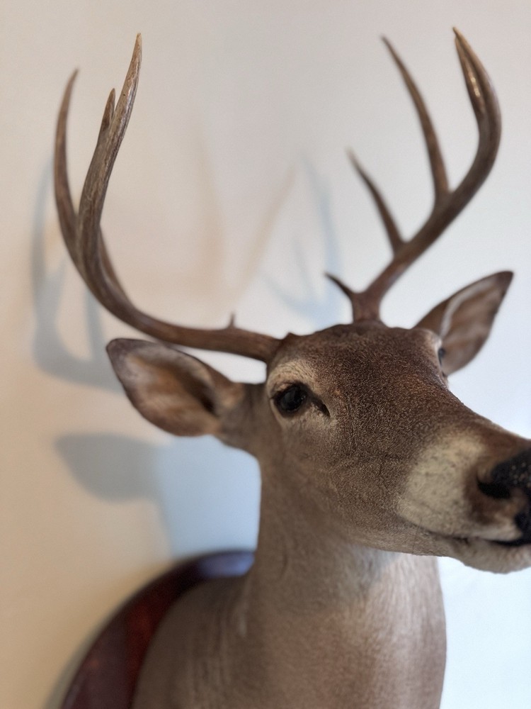 Deer Head Wall Mount With Wooden Base