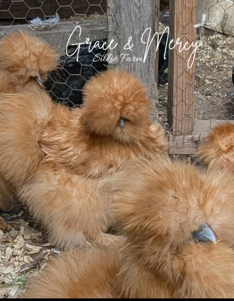 12 Quality Buff & Paint Eggs NPIP