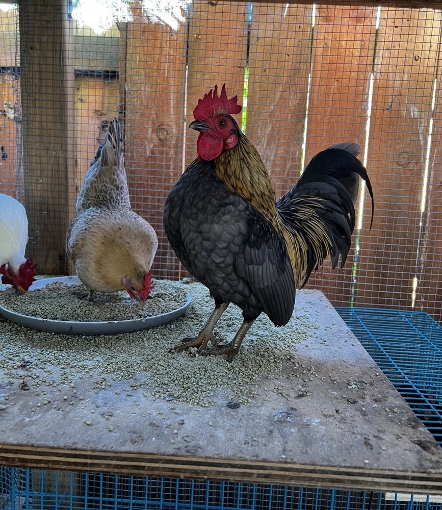 6+ Serama Teacup Chicken Hatching Eggs