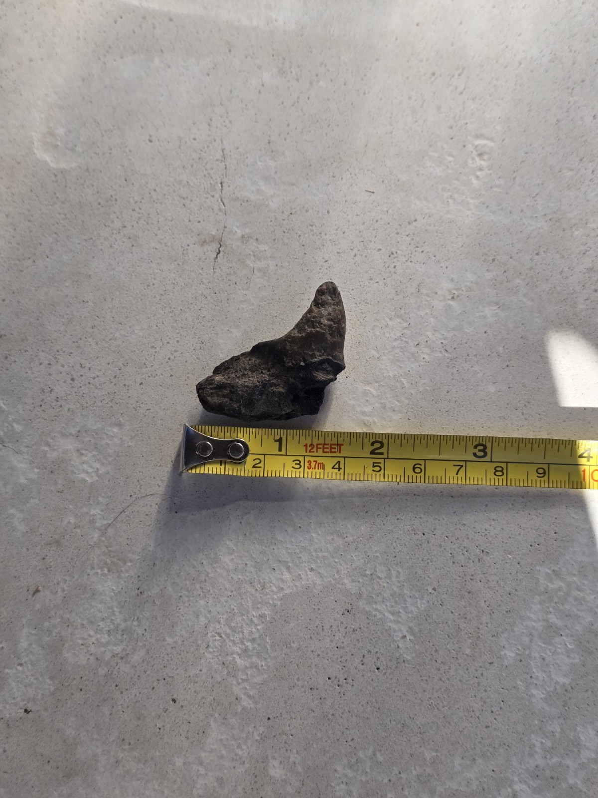 Large Enchodus Palatine Jaw Cretaceous Fish TX Fossil