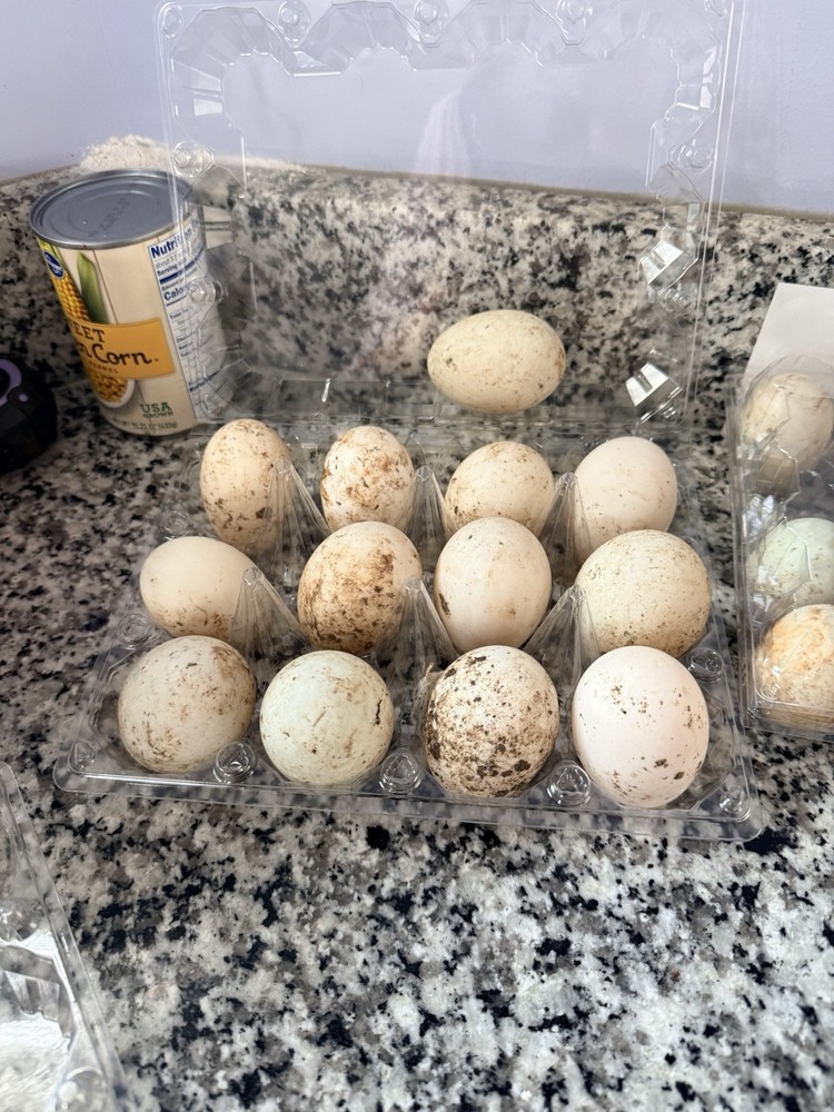 A Dozen  duck Mystery Hatching Surprise