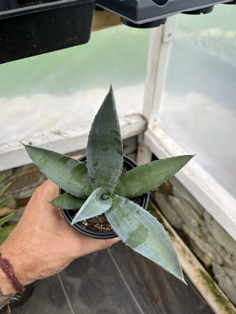 Unknown Agave!! 4” Pot, Great Price!!