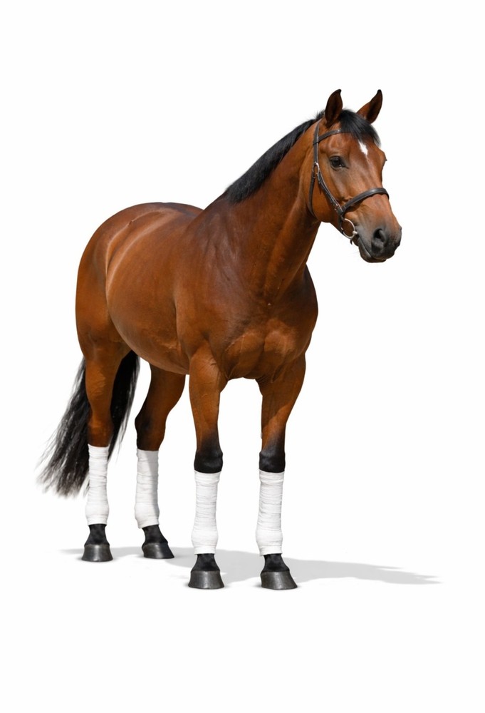 Horse polo wraps 12 pack 4" x 5 yard , training support black/white