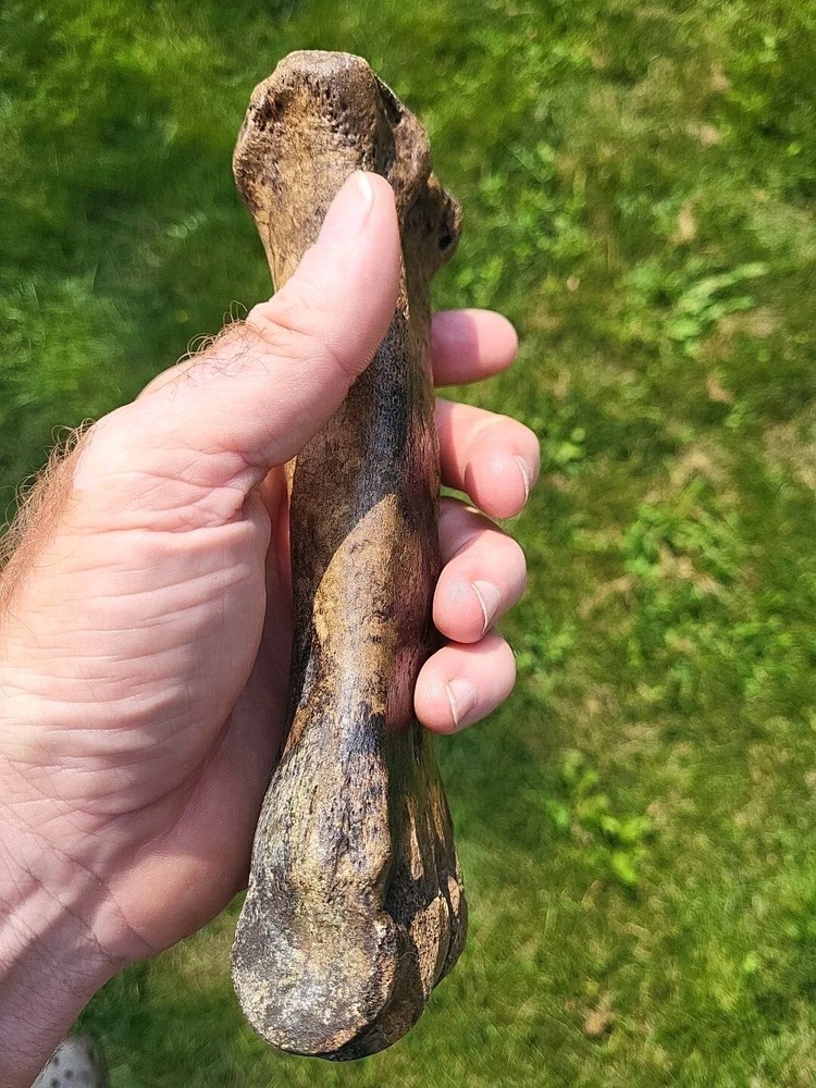 Bison metacarpal Historic bison foot bone