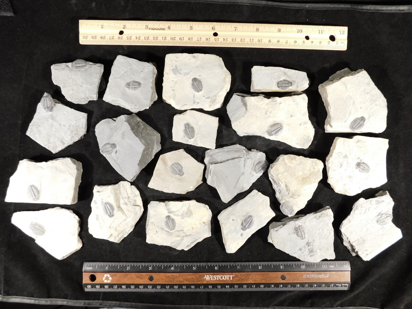 Small 100% Natural Elrathia TRILOBITE Fossil From Cambrian Utah