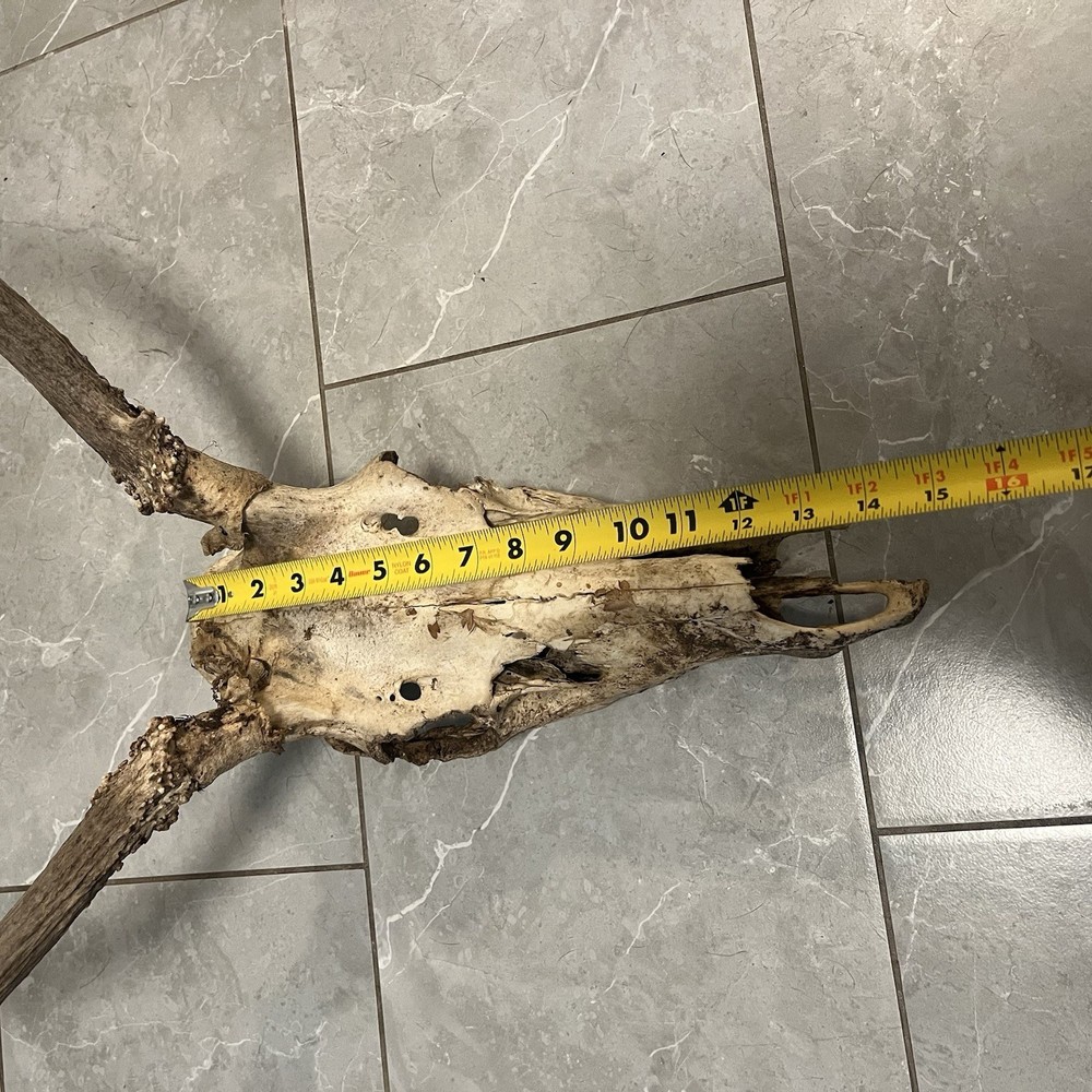 Genuine Weathered Elk Antlers/Mount- Rustic Decor