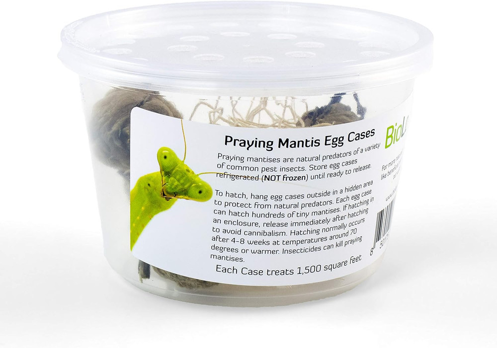 Praying Mantis Egg Cases - 2 Extra Large Cases