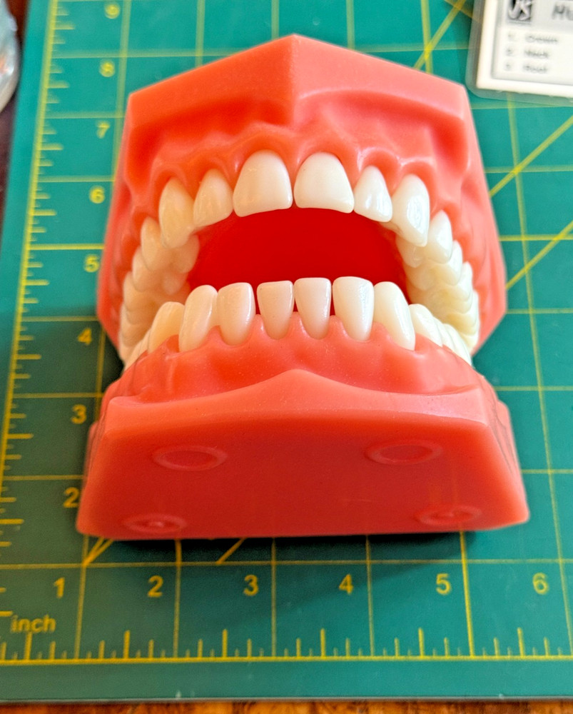 Vintage Human Tooth L.S. (Molar) Dental Teaching Learning Teeth Model
