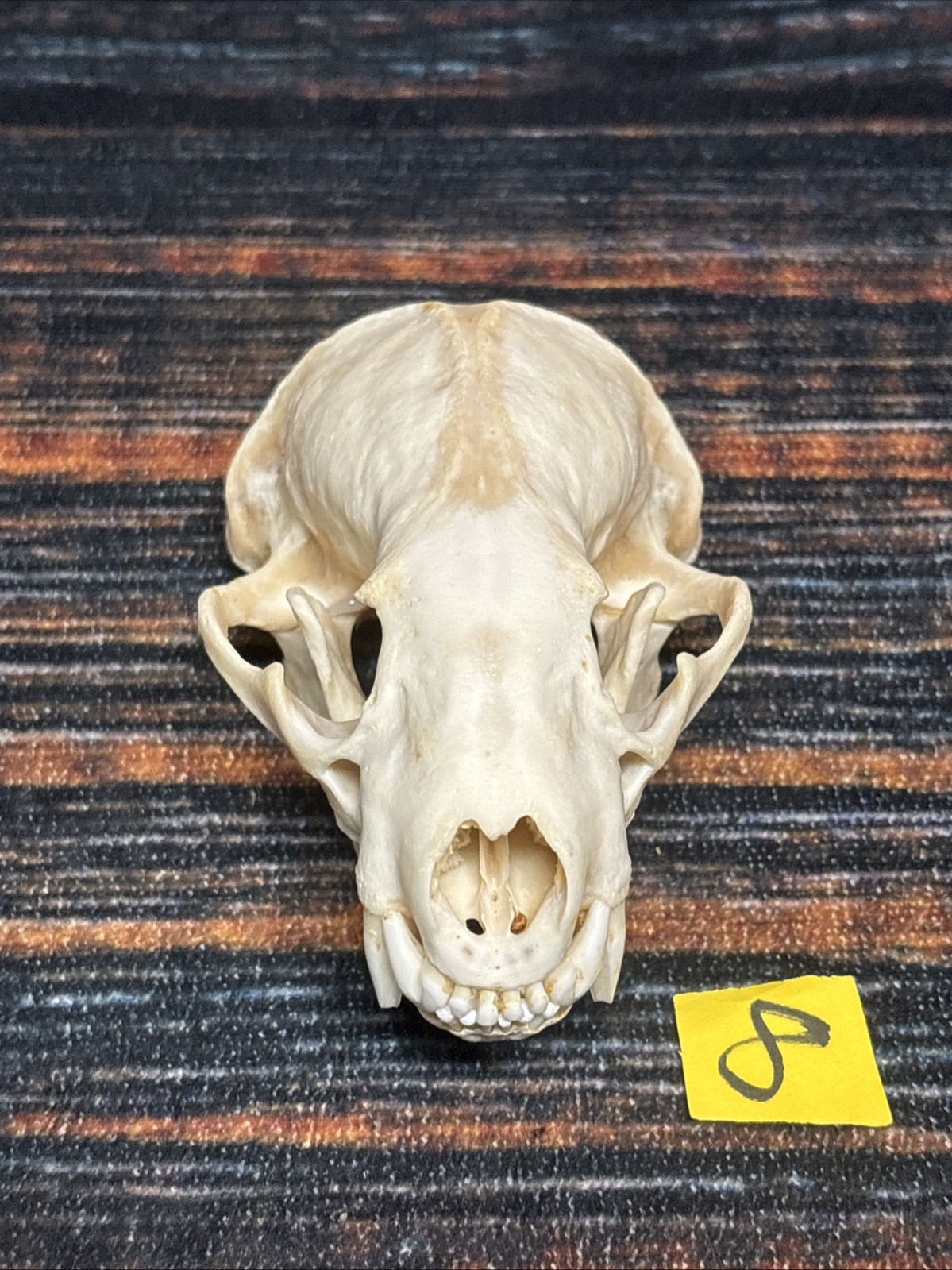 Real XL Badger Skull Unique Gift Halloween Craft Animal Mount Art Model Head Odd