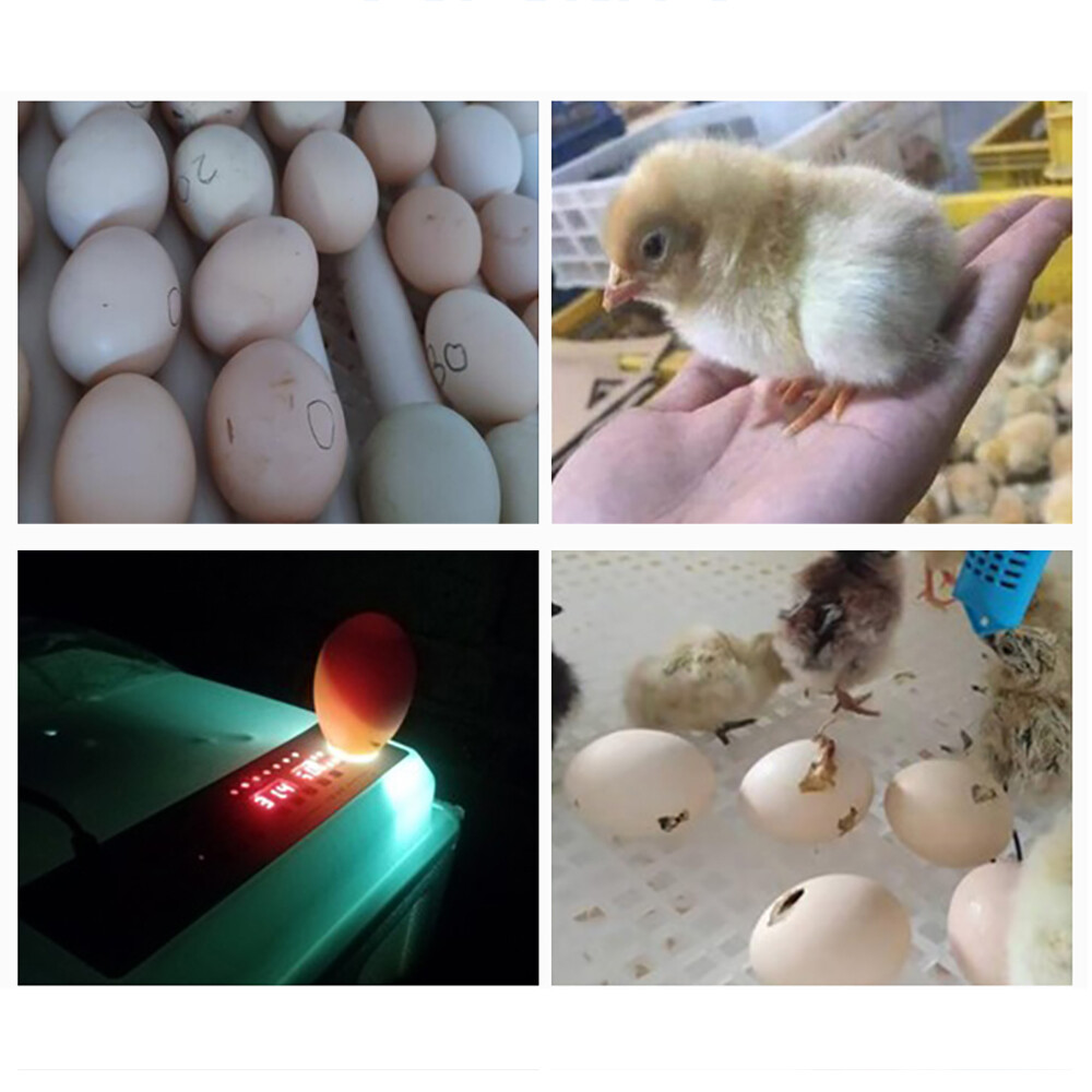 64 Digital Eggs Incubator Egg Hatcher With Temperature Control Automatic Turner