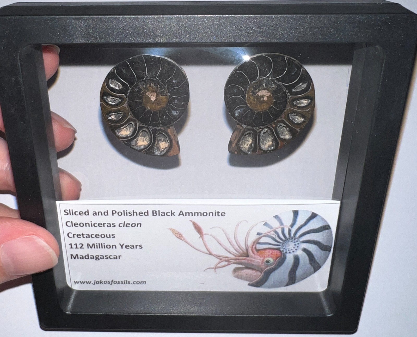 SUPER RARE Sliced Framed BLACK AMMONITE Lot Dinosaur Era Fossil One Per Order