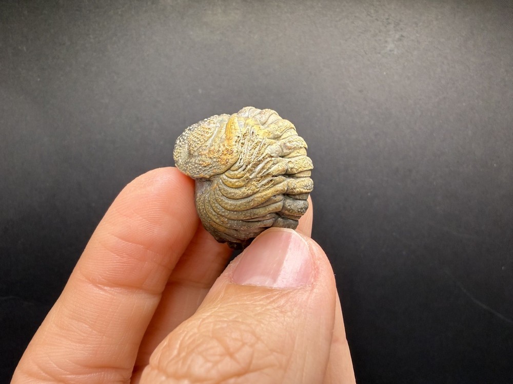 Enrolled Moroccops Trilobite