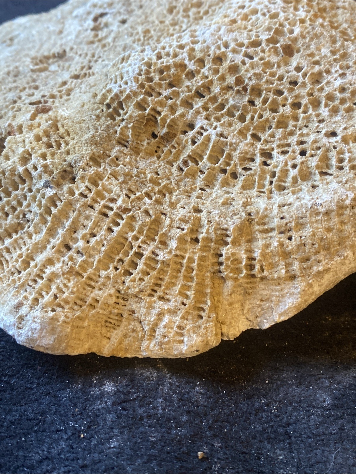 fossilized coral, a tabulate coral fossil specimen 3 Pounds From Kentucky