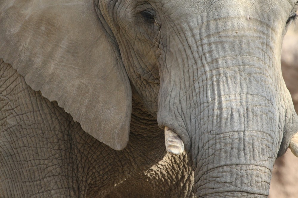 African Elephant Taxidermy Reference Photo Cd